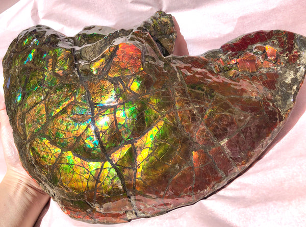 Amazing "Mama and Baby"  Placenticeras Ammonite Costatum Beauty. AF-52 **Free Shipping!**