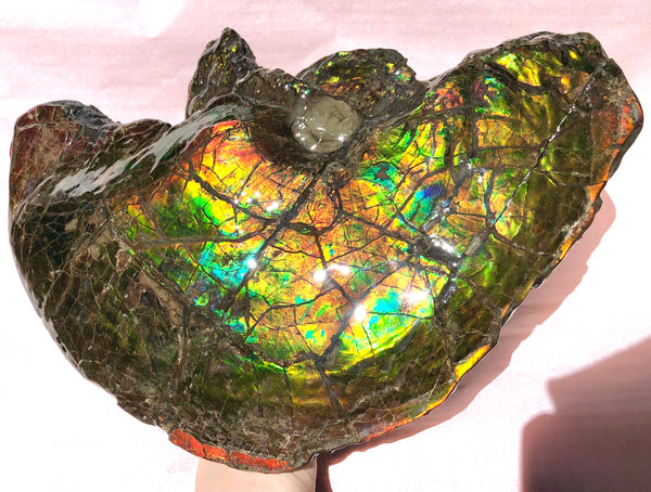 Amazing "Mama and Baby"  Placenticeras Ammonite Costatum Beauty. AF-52 **Free Shipping!**