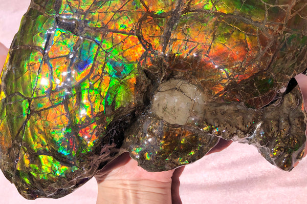 Amazing "Mama and Baby"  Placenticeras Ammonite Costatum Beauty. AF-52 **Free Shipping!**