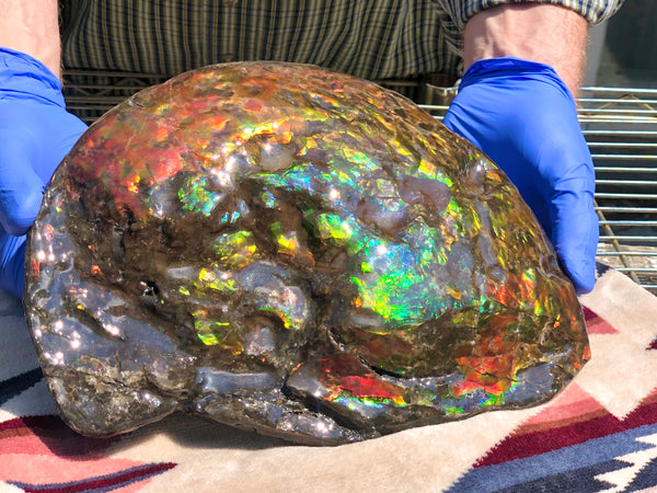 Make an offer! 価格交渉セール 90% Ammonite Fossil - Costatum Double sided アンモナイト化石　コスタータム　両面　アンモライトほぼ完全体 斑彩石AF-73 FREE SHIPPING