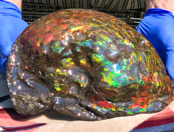 Make an offer! 価格交渉セール 90% Ammonite Fossil - Costatum Double sided アンモナイト化石　コスタータム　両面　アンモライトほぼ完全体 斑彩石AF-73 FREE SHIPPING