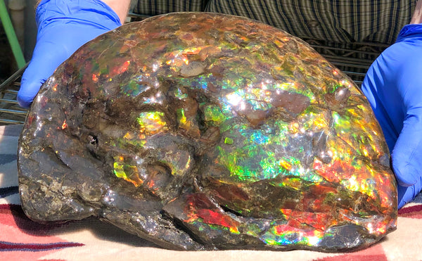 Make an offer! 価格交渉セール 90% Ammonite Fossil - Costatum Double sided アンモナイト化石　コスタータム　両面　アンモライトほぼ完全体 斑彩石AF-73 FREE SHIPPING