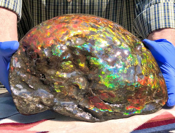 Make an offer! 価格交渉セール 90% Ammonite Fossil - Costatum Double sided アンモナイト化石　コスタータム　両面　アンモライトほぼ完全体 斑彩石AF-73 FREE SHIPPING