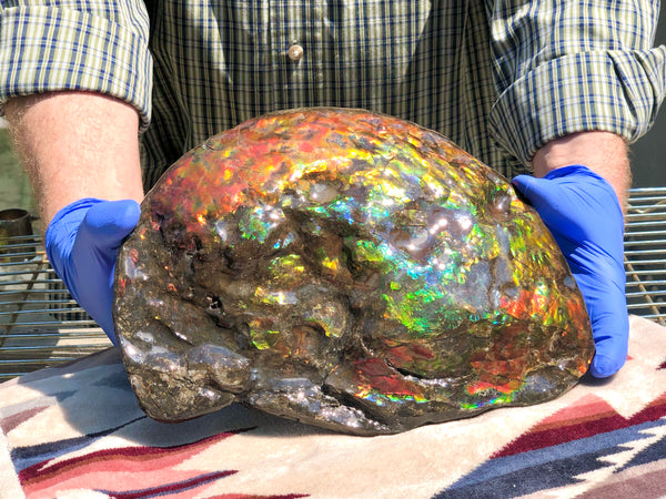 Make an offer! 価格交渉セール 90% Ammonite Fossil - Costatum Double sided アンモナイト化石　コスタータム　両面　アンモライトほぼ完全体 斑彩石AF-73 FREE SHIPPING