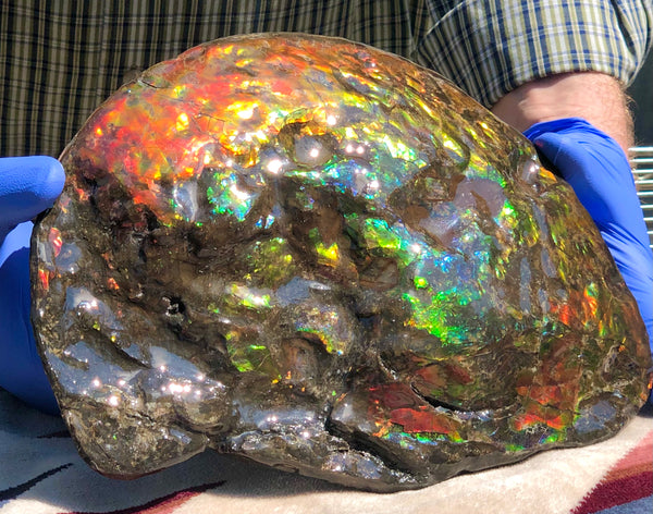 Make an offer! 価格交渉セール 90% Ammonite Fossil - Costatum Double sided アンモナイト化石　コスタータム　両面　アンモライトほぼ完全体 斑彩石AF-73 FREE SHIPPING