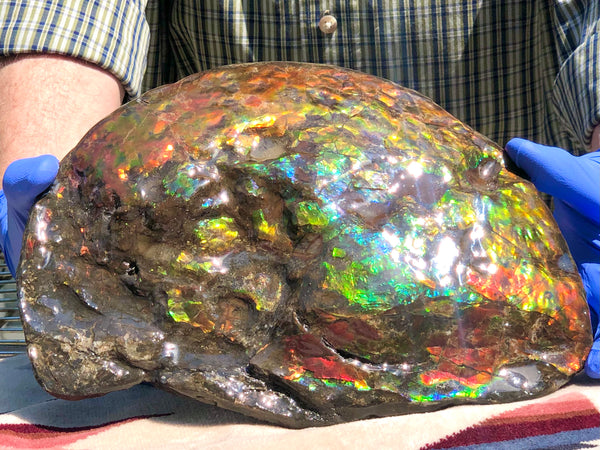 Make an offer! 価格交渉セール 90% Ammonite Fossil - Costatum Double sided アンモナイト化石　コスタータム　両面　アンモライトほぼ完全体 斑彩石AF-73 FREE SHIPPING