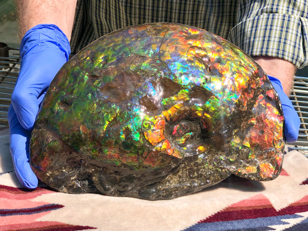 Make an offer! 価格交渉セール 90% Ammonite Fossil - Costatum Double sided アンモナイト化石　コスタータム　両面　アンモライトほぼ完全体 斑彩石AF-73 FREE SHIPPING