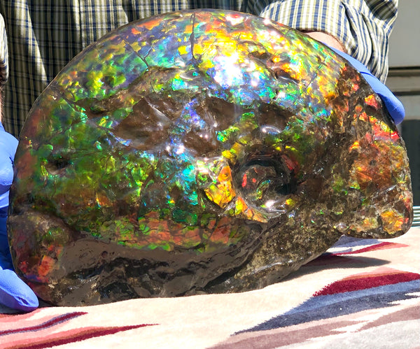 Make an offer! 価格交渉セール 90% Ammonite Fossil - Costatum Double sided アンモナイト化石　コスタータム　両面　アンモライトほぼ完全体 斑彩石AF-73 FREE SHIPPING