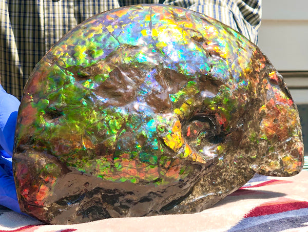 Make an offer! 価格交渉セール 90% Ammonite Fossil - Costatum Double sided アンモナイト化石　コスタータム　両面　アンモライトほぼ完全体 斑彩石AF-73 FREE SHIPPING