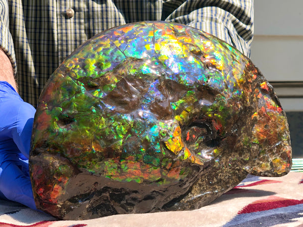 Make an offer! 価格交渉セール 90% Ammonite Fossil - Costatum Double sided アンモナイト化石　コスタータム　両面　アンモライトほぼ完全体 斑彩石AF-73 FREE SHIPPING