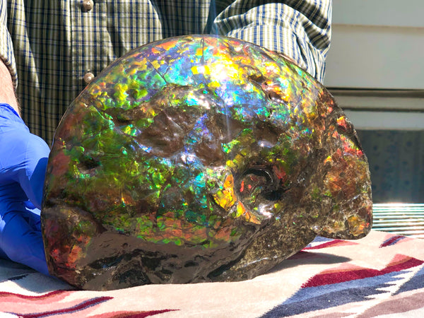 Make an offer! 価格交渉セール 90% Ammonite Fossil - Costatum Double sided アンモナイト化石　コスタータム　両面　アンモライトほぼ完全体 斑彩石AF-73 FREE SHIPPING