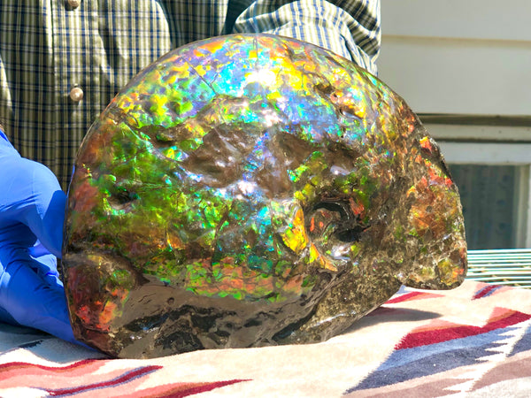 Make an offer! 価格交渉セール 90% Ammonite Fossil - Costatum Double sided アンモナイト化石　コスタータム　両面　アンモライトほぼ完全体 斑彩石AF-73 FREE SHIPPING