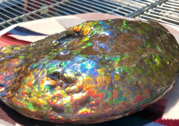 Make an offer! 価格交渉セール 90% Ammonite Fossil - Costatum Double sided アンモナイト化石　コスタータム　両面　アンモライトほぼ完全体 斑彩石AF-73 FREE SHIPPING