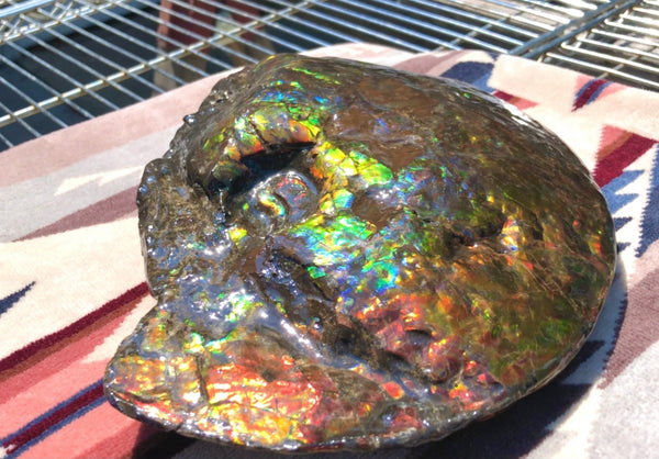 Make an offer! 価格交渉セール 90% Ammonite Fossil - Costatum Double sided アンモナイト化石　コスタータム　両面　アンモライトほぼ完全体 斑彩石AF-73 FREE SHIPPING