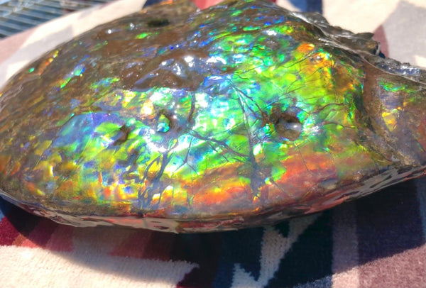 Make an offer! 価格交渉セール 90% Ammonite Fossil - Costatum Double sided アンモナイト化石　コスタータム　両面　アンモライトほぼ完全体 斑彩石AF-73 FREE SHIPPING