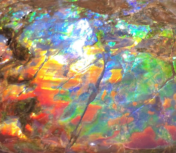 Make an offer! 価格交渉セール 90% Ammonite Fossil - Costatum Double sided アンモナイト化石　コスタータム　両面　アンモライトほぼ完全体 斑彩石AF-73 FREE SHIPPING