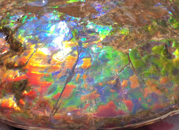 Make an offer! 価格交渉セール 90% Ammonite Fossil - Costatum Double sided アンモナイト化石　コスタータム　両面　アンモライトほぼ完全体 斑彩石AF-73 FREE SHIPPING