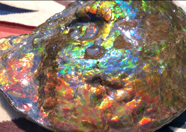 Make an offer! 価格交渉セール 90% Ammonite Fossil - Costatum Double sided アンモナイト化石　コスタータム　両面　アンモライトほぼ完全体 斑彩石AF-73 FREE SHIPPING