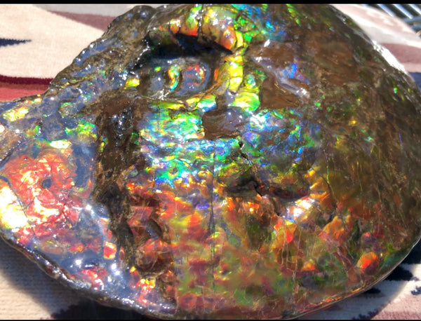 Make an offer! 価格交渉セール 90% Ammonite Fossil - Costatum Double sided アンモナイト化石　コスタータム　両面　アンモライトほぼ完全体 斑彩石AF-73 FREE SHIPPING