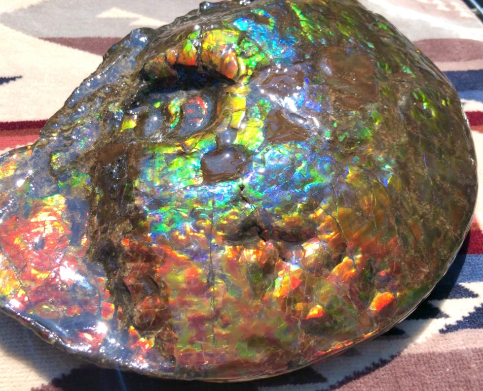 Make an offer! 価格交渉セール 90% Ammonite Fossil - Costatum