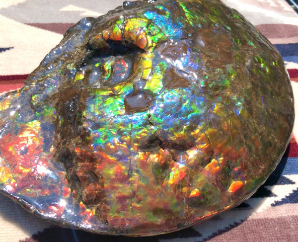 Make an offer! 価格交渉セール 90% Ammonite Fossil - Costatum Double sided アンモナイト化石　コスタータム　両面　アンモライトほぼ完全体 斑彩石AF-73 FREE SHIPPING