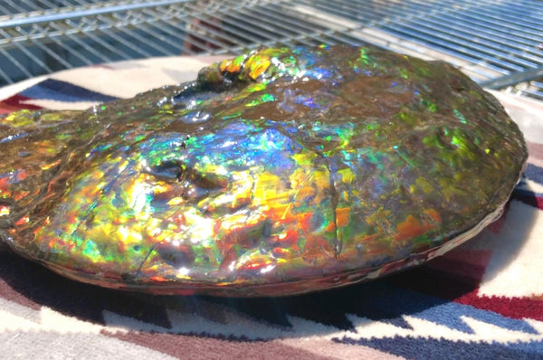 Make an offer! 価格交渉セール 90% Ammonite Fossil - Costatum Double sided アンモナイト化石　コスタータム　両面　アンモライトほぼ完全体 斑彩石AF-73 FREE SHIPPING