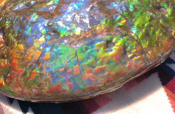 Make an offer! 価格交渉セール 90% Ammonite Fossil - Costatum Double sided アンモナイト化石　コスタータム　両面　アンモライトほぼ完全体 斑彩石AF-73 FREE SHIPPING