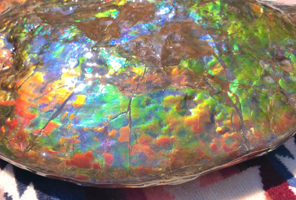 Make an offer! 価格交渉セール 90% Ammonite Fossil - Costatum Double sided アンモナイト化石　コスタータム　両面　アンモライトほぼ完全体 斑彩石AF-73 FREE SHIPPING