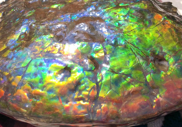 Make an offer! 価格交渉セール 90% Ammonite Fossil - Costatum Double sided アンモナイト化石　コスタータム　両面　アンモライトほぼ完全体 斑彩石AF-73 FREE SHIPPING