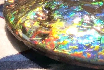 Make an offer! 価格交渉セール 90% Ammonite Fossil - Costatum Double sided アンモナイト化石　コスタータム　両面　アンモライトほぼ完全体 斑彩石AF-73 FREE SHIPPING