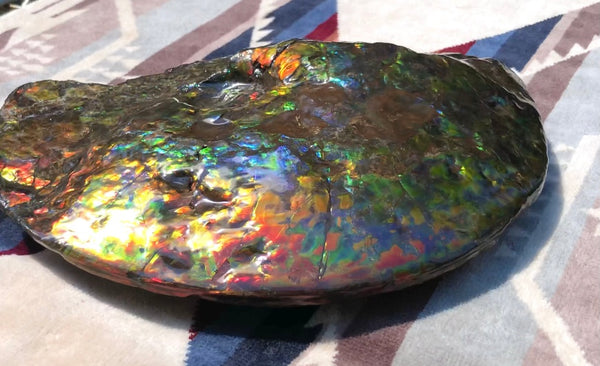 Make an offer! 価格交渉セール 90% Ammonite Fossil - Costatum Double sided アンモナイト化石　コスタータム　両面　アンモライトほぼ完全体 斑彩石AF-73 FREE SHIPPING