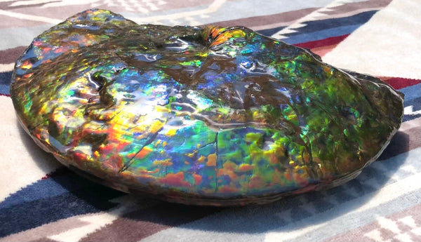 Make an offer! 価格交渉セール 90% Ammonite Fossil - Costatum Double sided アンモナイト化石　コスタータム　両面　アンモライトほぼ完全体 斑彩石AF-73 FREE SHIPPING