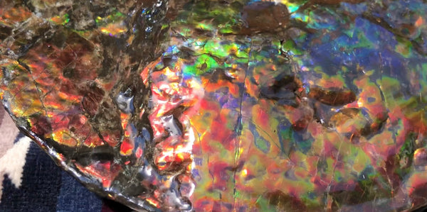 Make an offer! 価格交渉セール 90% Ammonite Fossil - Costatum Double sided アンモナイト化石　コスタータム　両面　アンモライトほぼ完全体 斑彩石AF-73 FREE SHIPPING