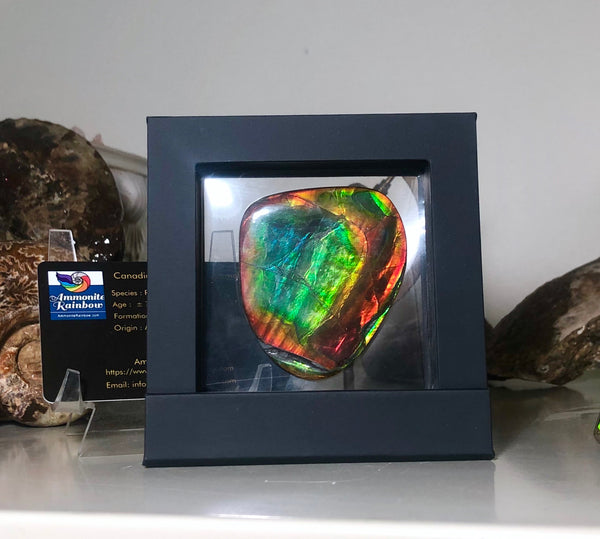 63 x 54  mm  - IMP-68 RARE  Natural Ammolite Double-Sided Rainbow Imperial! FREE SHIPPING! 両面iインペリアル！レアルース アンモライト