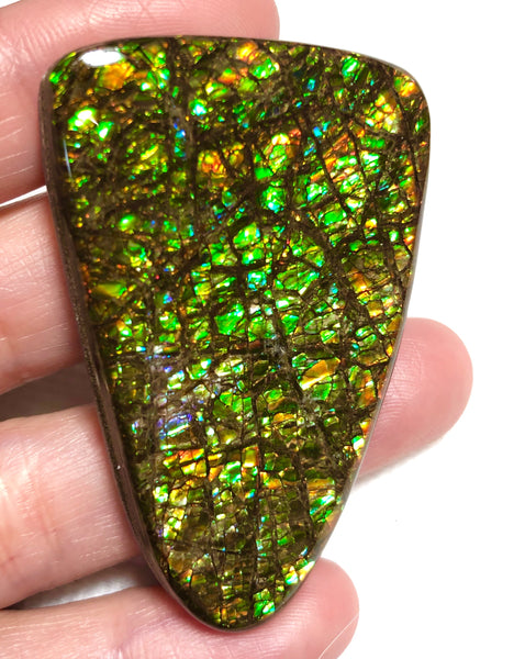 51x 33  mm Coated Free Form Dragonskin - FFC95   - アンモライト　ルース　