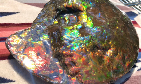 Make an offer! 価格交渉セール 90% Ammonite Fossil - Costatum Double sided アンモナイト化石　コスタータム　両面　アンモライトほぼ完全体 斑彩石AF-73 FREE SHIPPING