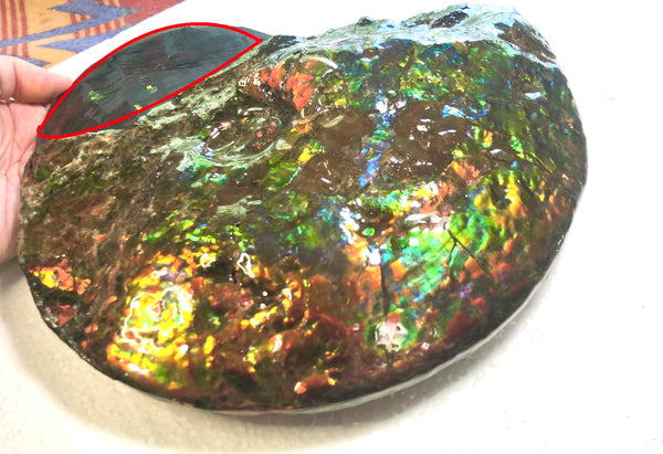 Make an offer! 価格交渉セール 90% Ammonite Fossil - Costatum Double sided アンモナイト化石　コスタータム　両面　アンモライトほぼ完全体 斑彩石AF-73 FREE SHIPPING