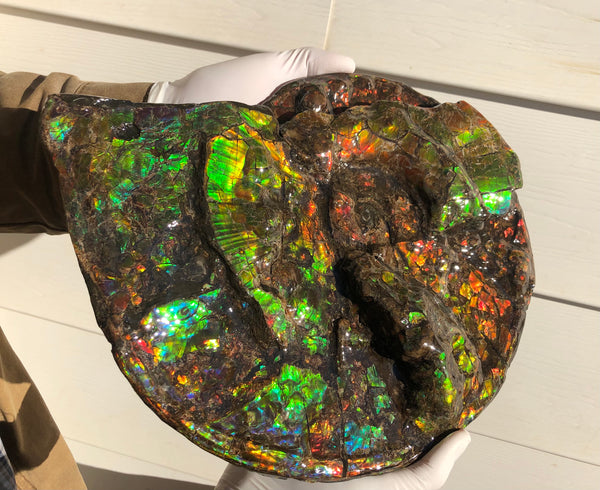 Ammolite Placenticeras Intercalare  333mm ***Free Shipping***斑彩石  AF-77  Ammolite  Ammonite Fossil