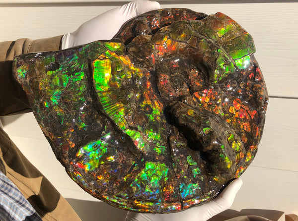 Ammolite Placenticeras Intercalare  333mm ***Free Shipping***斑彩石  AF-77  Ammolite  Ammonite Fossil