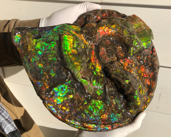 Ammolite Placenticeras Intercalare  333mm ***Free Shipping***斑彩石  AF-77  Ammolite  Ammonite Fossil