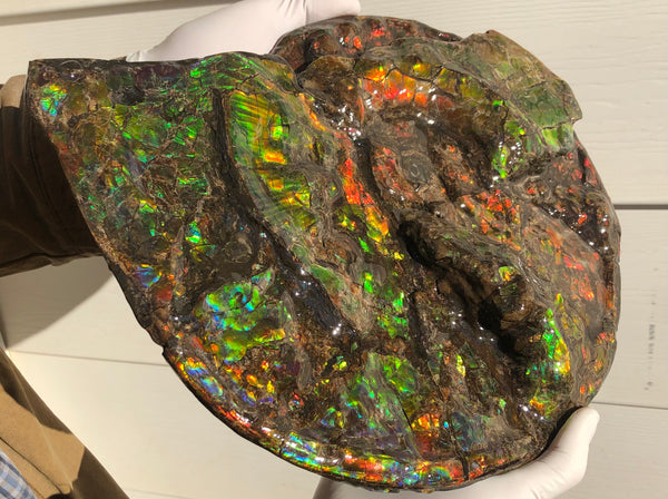 Ammolite Placenticeras Intercalare  333mm ***Free Shipping***斑彩石  AF-77  Ammolite  Ammonite Fossil