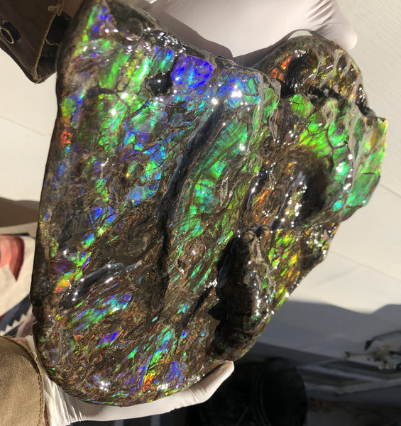 Ammolite Placenticeras Intercalare  333mm ***Free Shipping***斑彩石  AF-77  Ammolite  Ammonite Fossil