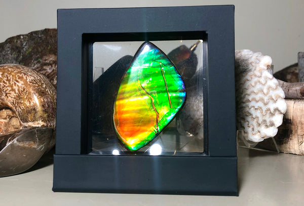 Ancient Beauty!! EXTRA LARGE!! Rainbow colors  67x40 mm  Top Grade Natural  FREE SHIPPING!  FFNT 142 Ammolite  レインボーカラー！ナチュラル　ルース　アンモライト ケース付 送料無料！