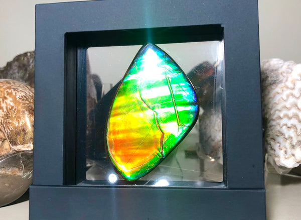 Copy of LARGE Rainbow colors  60x25 mm  Top Grade Natural  Free Form . FFNT 141 Ammolite  レインボーカラー！ナチュラル　ルース　アンモライト ケース付！