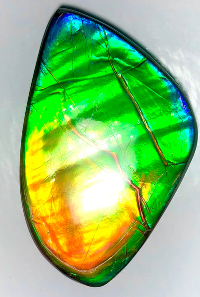 Ancient Beauty!! EXTRA LARGE!! Rainbow colors  67x40 mm  Top Grade Natural  FREE SHIPPING!  FFNT 142 Ammolite  レインボーカラー！ナチュラル　ルース　アンモライト ケース付 送料無料！