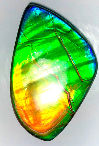 Ancient Beauty!! EXTRA LARGE!! Rainbow colors  67x40 mm  Top Grade Natural  FREE SHIPPING!  FFNT 142 Ammolite  レインボーカラー！ナチュラル　ルース　アンモライト ケース付 送料無料！