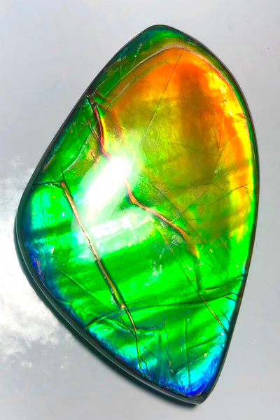 Ancient Beauty!! EXTRA LARGE!! Rainbow colors  67x40 mm  Top Grade Natural  FREE SHIPPING!  FFNT 142 Ammolite  レインボーカラー！ナチュラル　ルース　アンモライト ケース付 送料無料！
