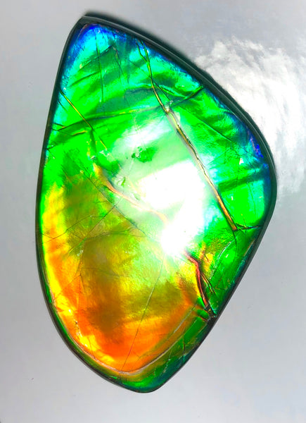 Copy of LARGE Rainbow colors  60x25 mm  Top Grade Natural  Free Form . FFNT 141 Ammolite  レインボーカラー！ナチュラル　ルース　アンモライト ケース付！