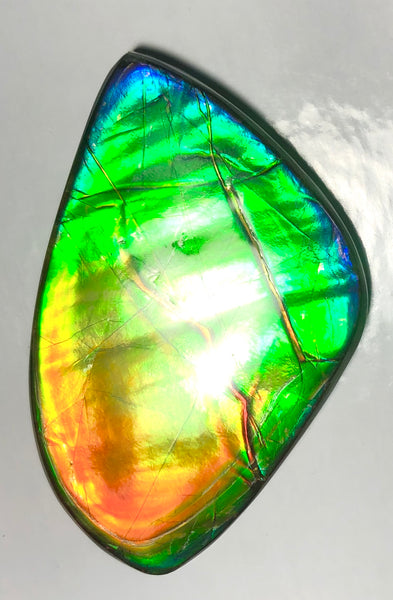 Ancient Beauty!! EXTRA LARGE!! Rainbow colors  67x40 mm  Top Grade Natural  FREE SHIPPING!  FFNT 142 Ammolite  レインボーカラー！ナチュラル　ルース　アンモライト ケース付 送料無料！