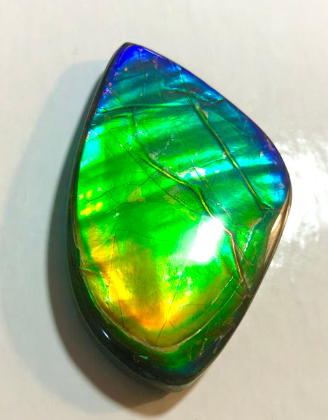 Ancient Beauty!! EXTRA LARGE!! Rainbow colors  67x40 mm  Top Grade Natural  FREE SHIPPING!  FFNT 142 Ammolite  レインボーカラー！ナチュラル　ルース　アンモライト ケース付 送料無料！